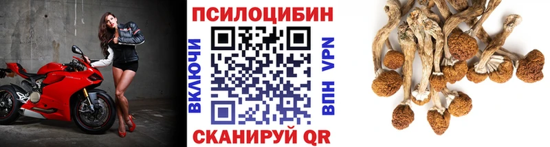 кракен ONION  Никольск  Псилоцибиновые грибы GOLDEN TEACHER  купить наркоту 